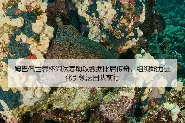 mu-ba-pei-shi-jie-bei-tao-tai-sai-zhu-gong-shu-ju-bi-jian-chuan-qi-zu-zhi-neng-li-jin-hua-yin-ling-fa-guo-dui-qian-xing-3-713.jpg